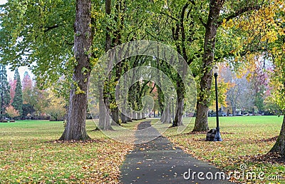 Columns of giant elm trees shed their leaves on paved path on lo Editorial Stock Photo