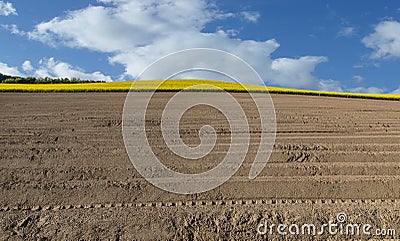 Colza. Field. Hills. Yellow. Ploughland. Sky Stock Photo