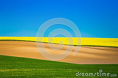 Colza field in rural area. Colorful landscape. Farming concept Stock Photo