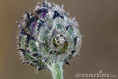 Comb-footed spider on thistle bud Stock Photo