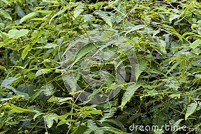 Comb Forked-fern 842275 Stock Photo