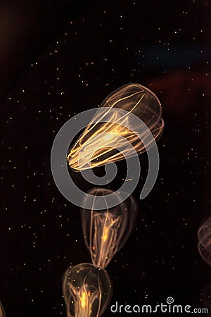 Comb jellyfish called Phylum ctenophore Stock Photo