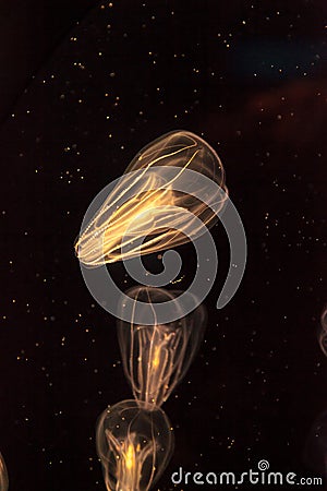 Comb jellyfish called Phylum ctenophore Stock Photo