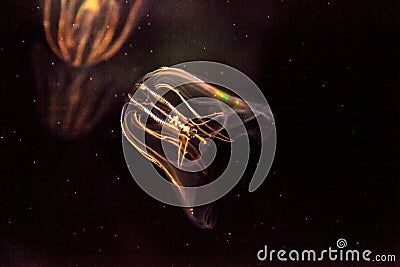 Comb jellyfish called Phylum ctenophore Stock Photo