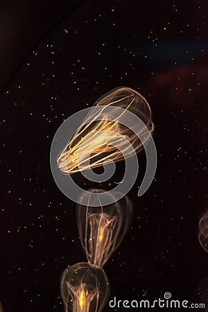 Comb jellyfish called Phylum ctenophore Stock Photo