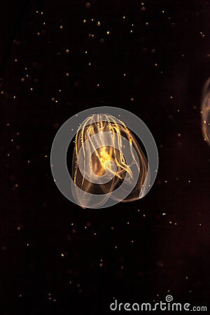 Comb jellyfish called Phylum ctenophore Stock Photo