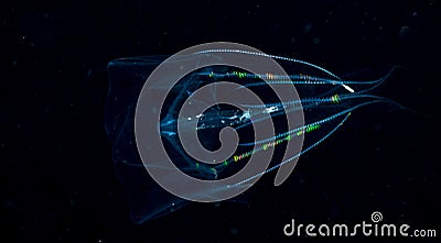 Comb jellyfish floating in the water. Stock Photo