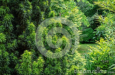 Combination of beautiful column of yew Taxus baccata Fastigiata Aurea on evergreen plants background, and graceful bamboo Stock Photo