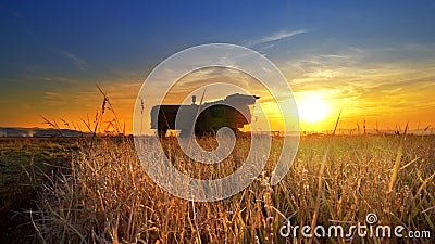 Combine harvester gathers the wheat crop Stock Photo