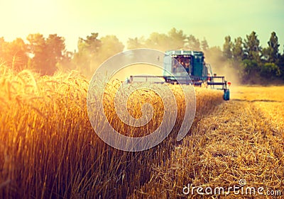 Combine harvester harvesting wheat field Stock Photo