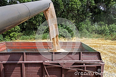 Combine harvester load wheat in the tractor trailer Stock Photo
