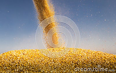 Unloading corn maize seeds Stock Photo