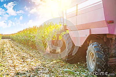 Combine harvester in process of harvesting maize Stock Photo