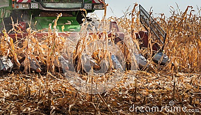 Combine harvester working in a corn field Stock Photo