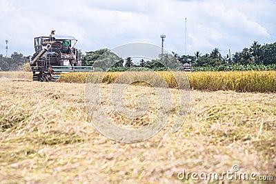 Combine harvesters machine harvesting paddy Stock Photo