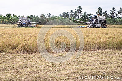 Combine harvesters machine harvesting paddy Stock Photo