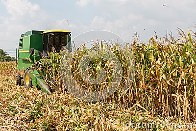 Combine harvesters are working in corn fields. Harvesting of corn field with combine in early autumn. Editorial Stock Photo