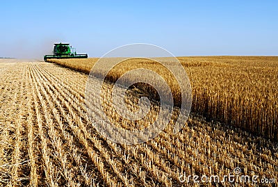 Combine harvesting Stock Photo