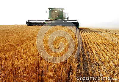 Combine harvesting Stock Photo