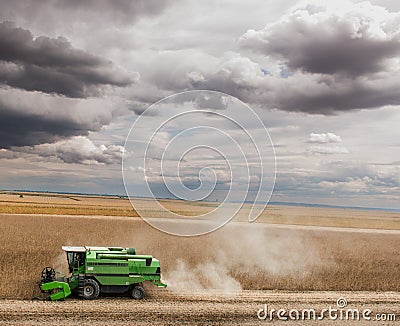 Harvesting of soybean field with combine Stock Photo