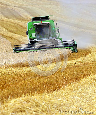 Combine harvesting wheat Stock Photo