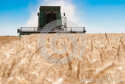 Combine harvesting wheat Stock Photo