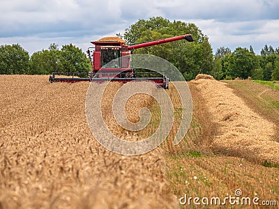 Combine harvesting wheat in the field. Stock Photo