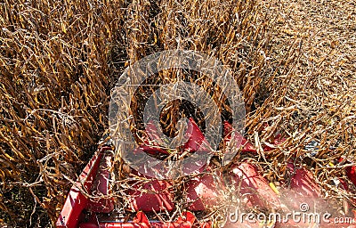 Combine harvester working in a corn field Stock Photo