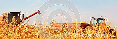 Combine Operator Harvesting Corn on the Field in Sunny Day Stock Photo