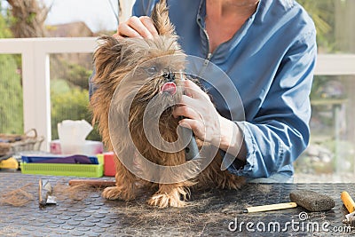 Combing the Belgian Griffon dog Stock Photo