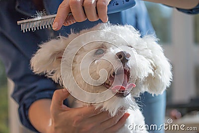 Combing the Bolognese dog Stock Photo