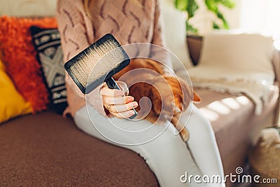 Combing ginger cat with comb brush at home. Woman owner taking care of pet to remove hair Stock Photo