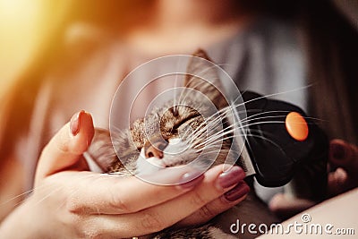 Combing out wool from cat Stock Photo