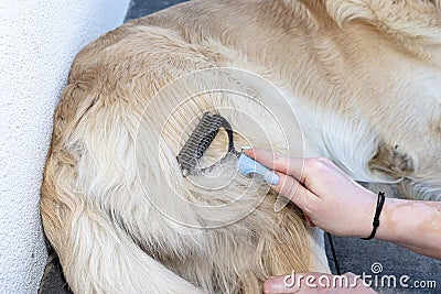 Combing the undercoat with a special comb of a young male Golden Retriever sitting on a terrace. Stock Photo