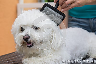 Combing a white Bolognese dog closeup Stock Photo