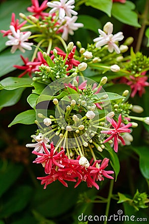 Combretum indicum Stock Photo