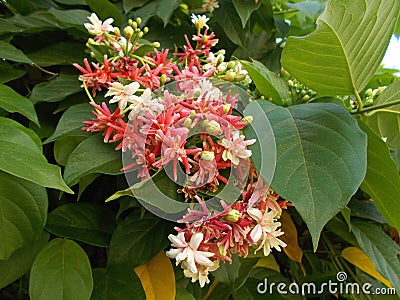 Combretum indicum quisqalis indica flower closeups Stock Photo