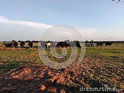 Moooo cow Stock Photo