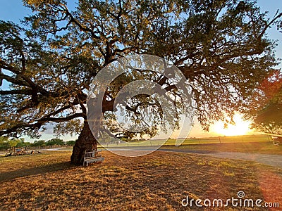 Come sit for awhile under the mighty oak Stock Photo