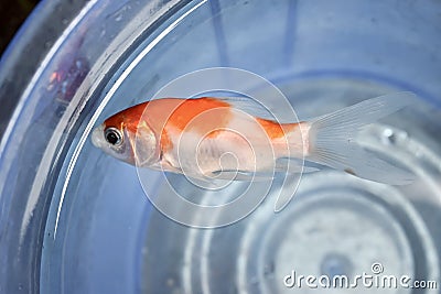 Comet or common goldfish died due to poor water quality i.e. ammonia poisoning. Dead fish floating on the water Stock Photo