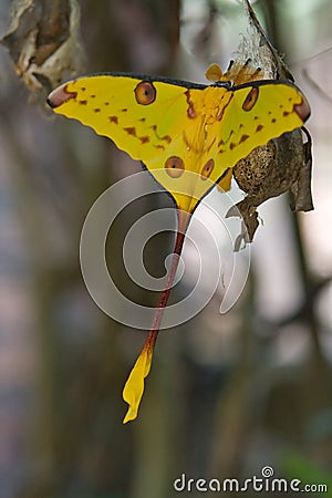 Comet moth Stock Photo