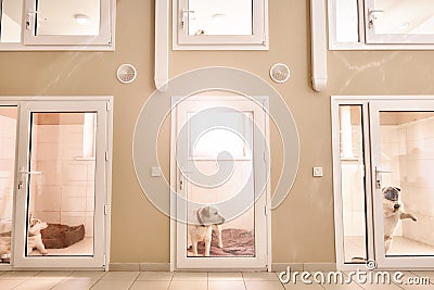 Comfortable place for each patient. Photos of rooms with different animals inside for keeping pets at veterinary clinic Stock Photo