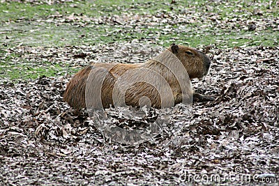 The capybara is the world`s largest rodent. Stock Photo