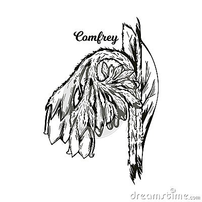 Comfrey or comphrey, blackwort, common comfrey, slippery root vector illustration. Quaker-comfrey, cultivated boneset, knitbone, Vector Illustration