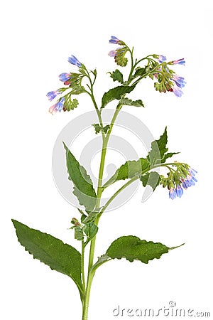 Comfrey Herb with Flowers Stock Photo