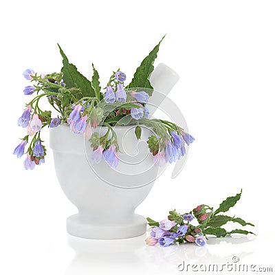 Comfrey Herb Flowers Stock Photo