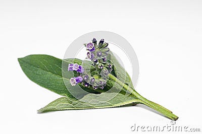 Comfrey herb flowers and leaves Stock Photo