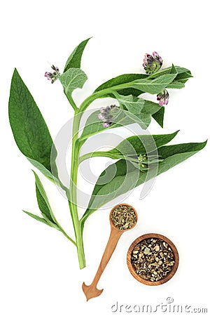 Comfrey Herb Plant and Dried Root and Leaves Stock Photo