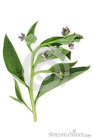 Comfrey Herb Leaves for Herbal Medicine Stock Photo