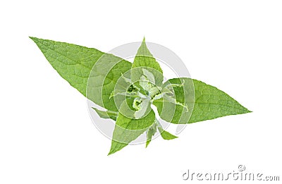 Comfrey Stock Photo